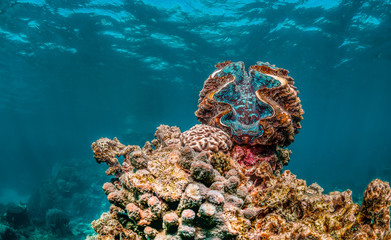 Wall Mural - Giant clam sitting on top of a coral reef