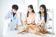 © Thirawatana - Veterinary concept. Veterinarian examining dog's heartbeat. Dog owners take pets, check the body with a veterinarian. Measure fever with a thermometer.