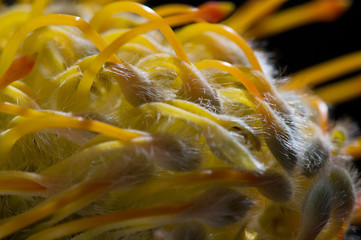 Wall Mural - Yellow pincushion protea closeup. Leucospermum conocarpodendron. Macro photo on black background