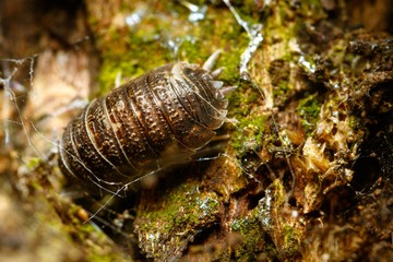 Sticker - Closeup shot of an insect on the forest floor