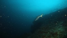 White Tip Reef Shark Hunting And Swimming Past The Camera At Night