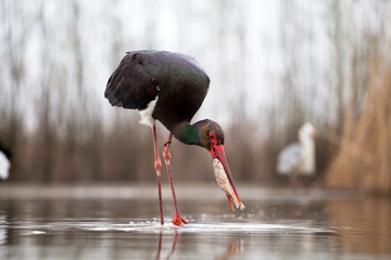 Wall Mural - Stork eating fish