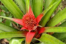 Close Up Of Red Pineapple Flowers Growing On A Tropical Bromeliad Plant With Red Leaves, Bali, Indonesia. Young Ananas Comosus Variegatus. Pink Dwarf Pineapple. Tropical Fruit Growing In Garden.