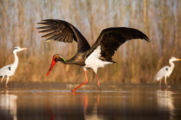 Wall Mural - Stork eating fish