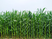 Corn Flower Tassel Sway In The Late Summer Breeze. Green Corn Field