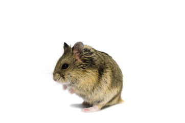 Wall Mural - Dwarf hamster on white background