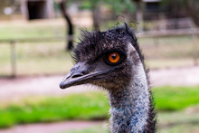 Portrait Of Emu, Biggest Bird In Australia, Symbol Of Country. 