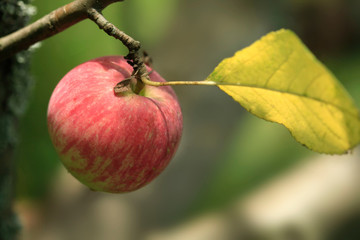 Wall Mural - Red apple on summer tree