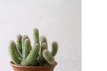 Wall Mural - Cactus Green plant in pot on light background.