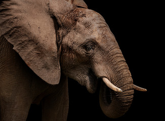 African elephant in profile with black background