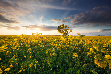 Wall Mural - sunshine over rapeseen yellow field