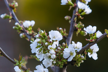 cherry blossom in spring