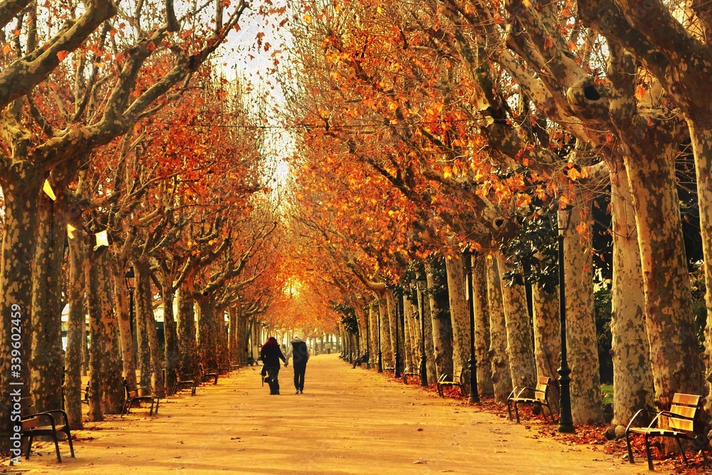 Rear View Of Couple Walking On Road Amidst Trees On Field - obrazy, fototapety, plakaty 