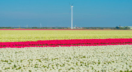 Tulips in an agricultural field below a blue sky in sunlight in spring