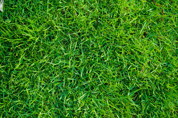 Top view of green grass in the dew on nature.