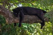 black panther on a tree branch