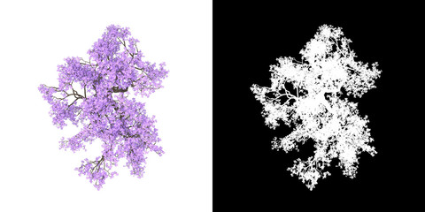 Wall Mural - Top view of tree (Jacaranda Mimosifolia) png with alpha channel to cutout 3D rendering