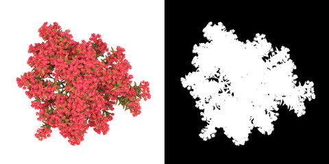 Wall Mural - top view of tree (lagerstroemia indica) png with alpha channel to cutout 3d rendering