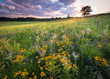 A Midwest prairie full of blooming summer wildflowers bathed in warm light from a setting sun.