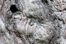 Texture Of Knot In Old Tree