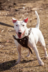 Wall Mural -  white bull terrier in nature in the park