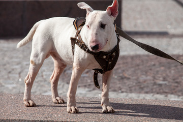 Wall Mural -  white bull terrier in nature in the park stands on the playground