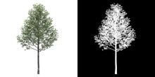 Left View Of Tree (Populus Alba) Png With Alpha Channel To Cutout 3D Rendering