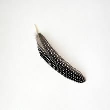 Close-up Of Guinea Fowl Feather Against White Background