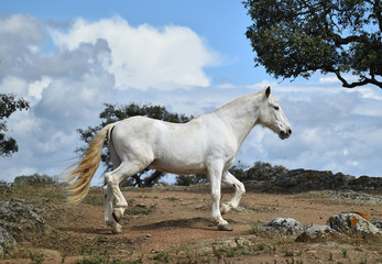 Wall Mural - spanish beautiful horse on the field