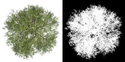 Wall Mural - Top view of tree (Shinus Molle) png with alpha channel to cutout 3D rendering