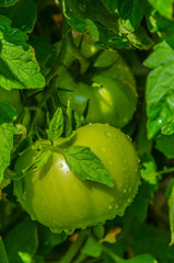 Green tomatoes