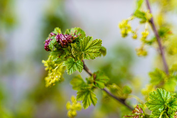 Flowering bush of white currant with leaves affected by aphids. Ribes rubrum. Plant galls