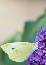 Close-up Of Moth On Purple Flowers