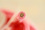 Fototapeta Dmuchawce - Rotes Rohr von Biene gefüllt, Bienennest