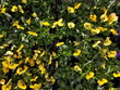 Gelbe Frühlingsblumen mit grünen Blättern im Frühling bei Sonnenschei8n vor einem Supermarkt in Oerlinghausen bei Bielefeld am Hermannsweg im Teutoburger Wald in Ostwestfalen-Lippe