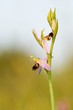 orchid in the evening light, orchid in the meadow, close-up of an orchid flower, 