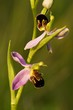 ophrys apifera, orchid in the evening light, orchid in the meadow, close-up of an orchid flower
