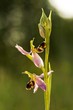 ophrys apifera, orchid in the evening light, orchid in the meadow