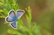 blue butterfly in the grass, blueberry in the spring grass