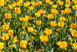 Fototapeta Tulipany - Yellow Tulips in Spring Blossom