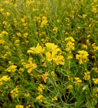 Yellow Raps Flowers On Farm