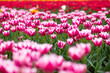 Colorful field of tulips