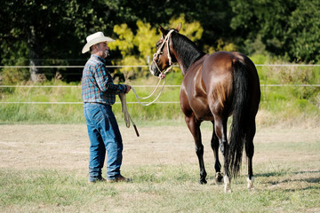 Western lifestyle shows man in cowboy hat with bay horse, brown hair and black mane and tail, on rural ranch.