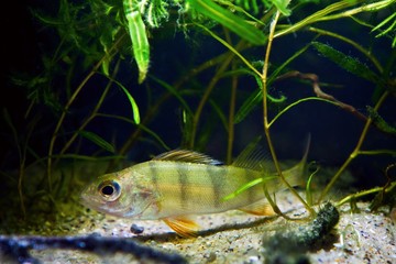 Wall Mural - juvenile European perch frightened and curious in dense vegetation of water plants on sand bottom of coldwater river biotope aquarium, insatiable predator fish ready to attack, natural aquascape