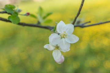 Canvas Print - Fleur de pommier dans un verger au printemps