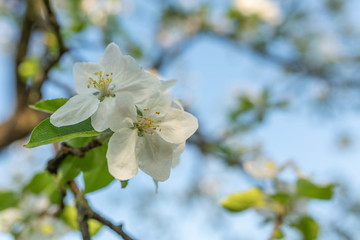 Sticker - Fleur de pommier dans un verger au printemps