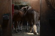 Karmienie koni w stajni