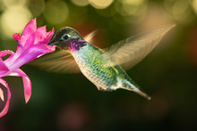 Male Hummingbird With Colorful Feather Visiting The Pink Flower