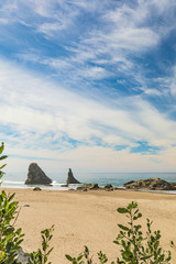 Wall Mural - Vertical Image - Greenery frames view of sea stacks on Bandon Beach