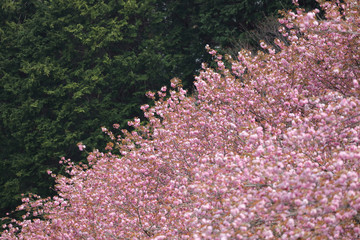 Wall Mural - 満開の八重桜